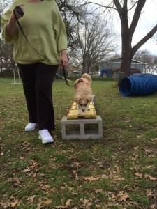 1780870_260703177424326_166425186_n