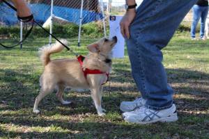 1902801_255906657903978_1026017817_n